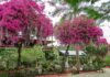 Discover… Vallarta Botanical Gardens