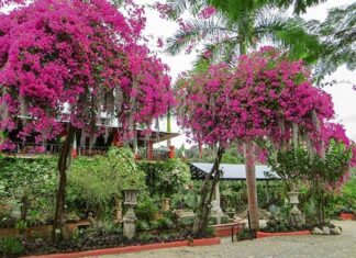 Discover… Vallarta Botanical Gardens