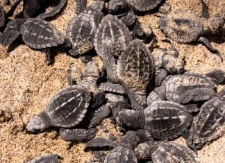 Puerto Vallarta prepares to receive and care for sea turtles Vallarta prepares for sea turtles