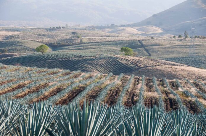 Tequila, Jalisco Tequila