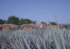 Tequila Lover? Here are Five Cities You Must Visit in Jalisco, Mexico tequila barrels