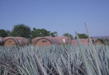 Tequila Lover? Here are Five Cities You Must Visit in Jalisco, Mexico tequila barrels