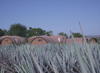 Tequila Lover? Here are Five Cities You Must Visit in Jalisco, Mexico tequila barrels
