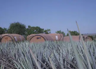 Tequila Lover? Here are Five Cities You Must Visit in Jalisco, Mexico tequila barrels
