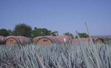 Tequila Lover? Here are Five Cities You Must Visit in Jalisco, Mexico tequila barrels
