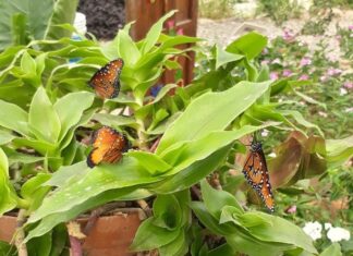 Butterfly Garden “Jardin Magico” Reopens