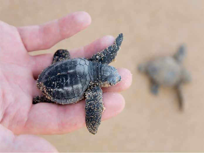 turtle season