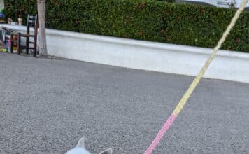 Take A Moment to Create and Celebrate: Out and About in Vallarta lila out and about