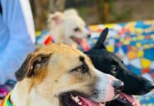 Vallarta Pride Pet Parade To Be Held Monday, May 19, 2025 pet parade