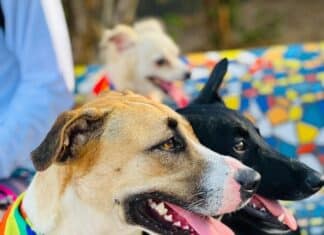 pet parade