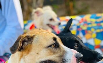 Vallarta Pride Pet Parade To Be Held Monday, May 19, 2025 pet parade