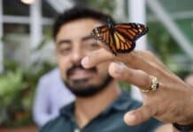Butterflies, Music and More as Maripoza’s Interactive Exhibit Opens Oscar Soto shares the details on Mariposa's Butterfly Experience, a new interactive exhibit at Puerto Magico. Photo by Oscar Almeida.