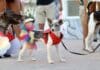 Pride Pups Strut Their Stuff at Puerto Vallarta Pride Sunset Dog Walk puppy pride parade