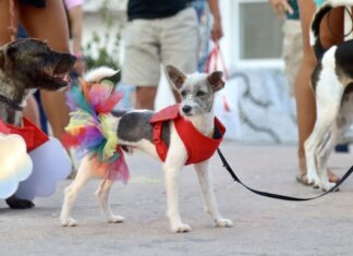 Pride Pups Strut Their Stuff at Puerto Vallarta Pride Sunset Dog Walk puppy pride parade