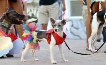Pride Pups Strut Their Stuff at Puerto Vallarta Pride Sunset Dog Walk puppy pride parade