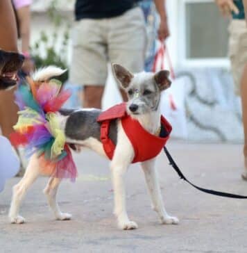 Pride Pups Strut Their Stuff at Puerto Vallarta Pride Sunset Dog Walk puppy pride parade