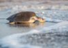 Turtle Nesting Season Begins in Puerto Vallarta Puerto Vallarta Turtle Release. Photo provided by the Puerto Vallarta Tourism Bureau.