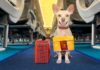 New Requirements for U.S. Entry for Dogs Important changes to dog importation rules went into effect on August 1, 2024. If you're planning a trip back to the United States with your furry friend from Puerto Vallarta, it's crucial to be aware of these new regulations to avoid any unexpected issues.