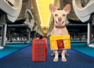 New Requirements for U.S. Entry for Dogs Important changes to dog importation rules went into effect on August 1, 2024. If you're planning a trip back to the United States with your furry friend from Puerto Vallarta, it's crucial to be aware of these new regulations to avoid any unexpected issues.