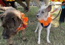 Kukur Tihar: A Paw-sitively Good Time in Puerto Vallarta kukur dogs