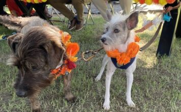 Kukur Tihar: A Paw-sitively Good Time in Puerto Vallarta kukur dogs