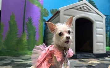 Photos: Dog Mixer at Dog and Cat dog & cat dog mixer