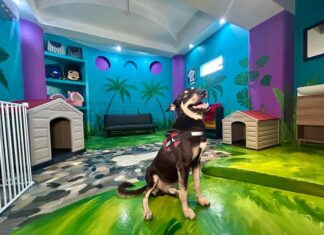 New Dog and Cat Adoption Fair to Be Held in ZR on Sundays dog up for adoption