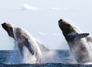 First Humpback Whales Sighting in Puerto Vallarta Bay for 2024 Season Whales in Puerto Vallarta