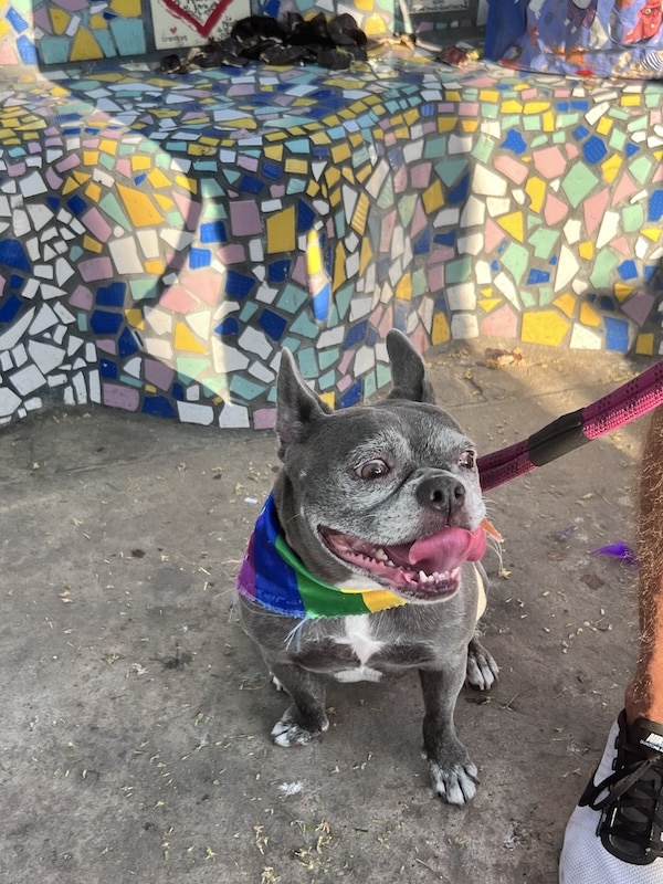 Jerry pet pride parade