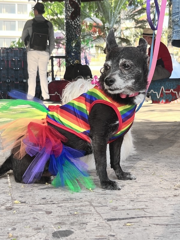 Jerry pet pride parade