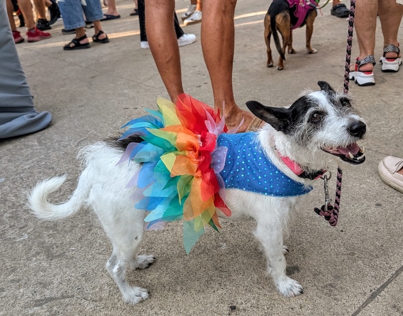 pet pride parade 1