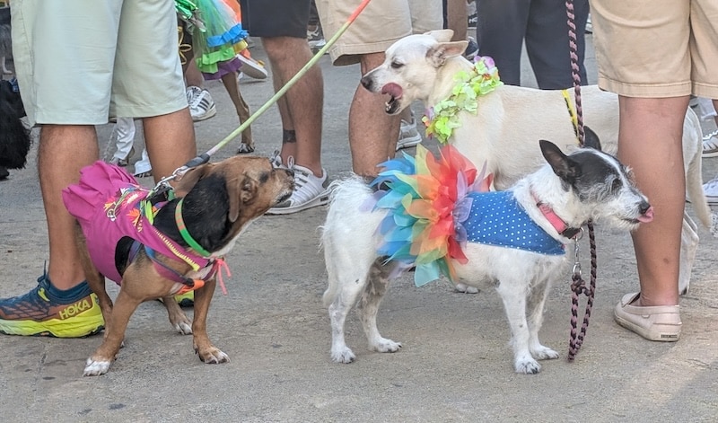 pet pride parade