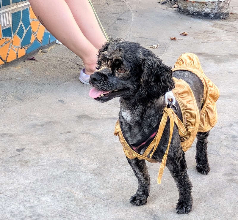 pet pride parade