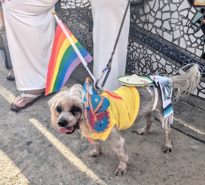 pet pride parade