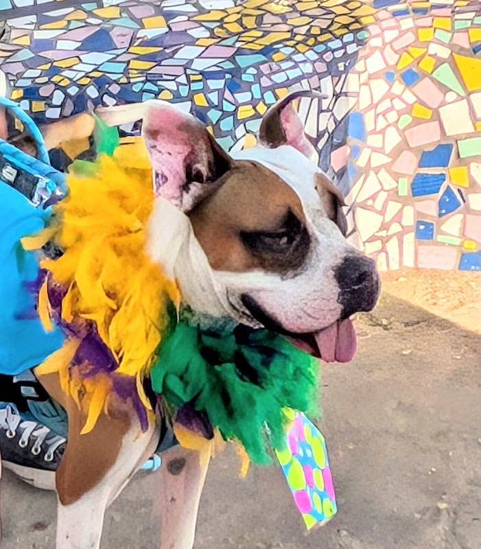 pet pride parade