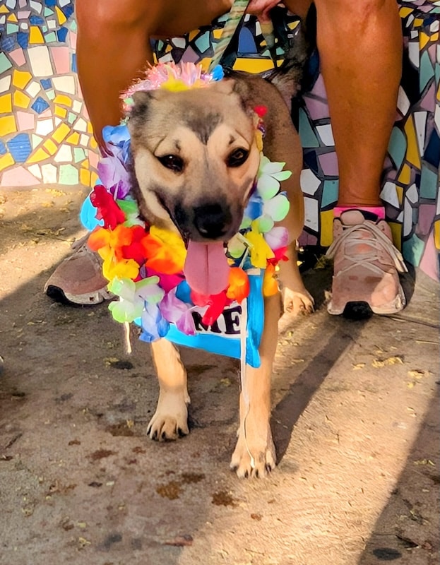 pet pride parade