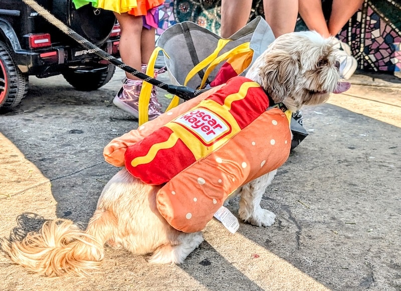 pet pride parade
