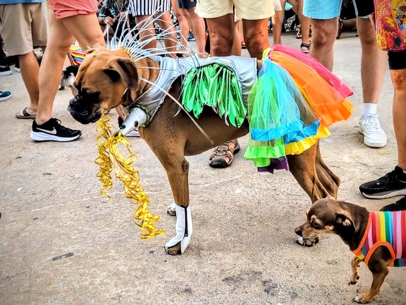 pet pride parade