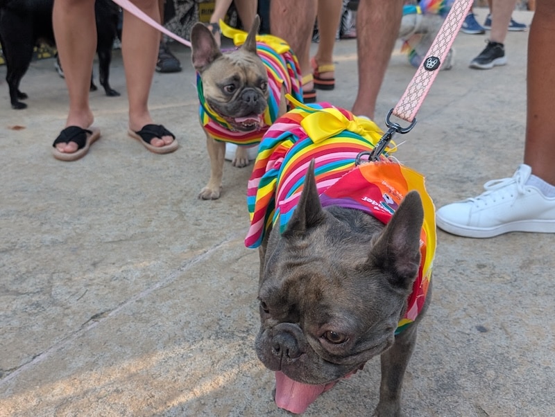 pet pride parade