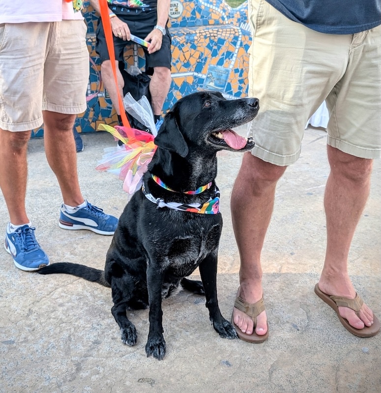 pet pride parade