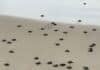 baby sea turtles hatched 1