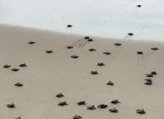 baby sea turtles hatched 1