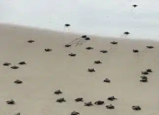 baby sea turtles hatched 1