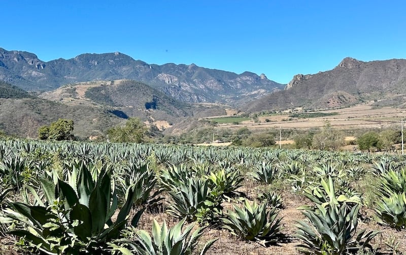 Agave Field