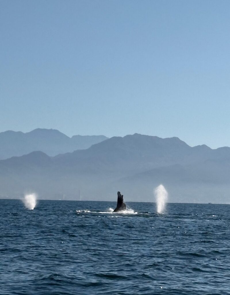 ocean friendly tours