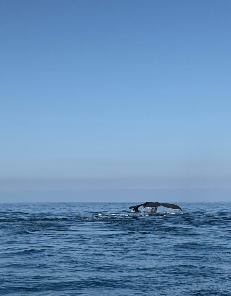 ocean friendly tours