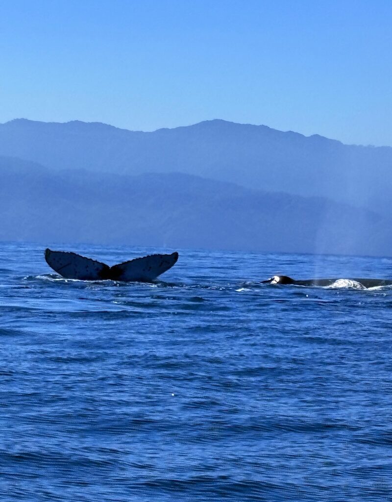 ocean friendly tours