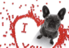 Valentine Dog Walk Set for Feb. 11, 2026 valentine's dog walk