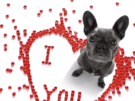 Valentine Dog Walk Set for Feb. 11, 2026 valentine's dog walk