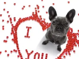 Valentine Dog Walk Set for Feb. 11, 2026 valentine's dog walk